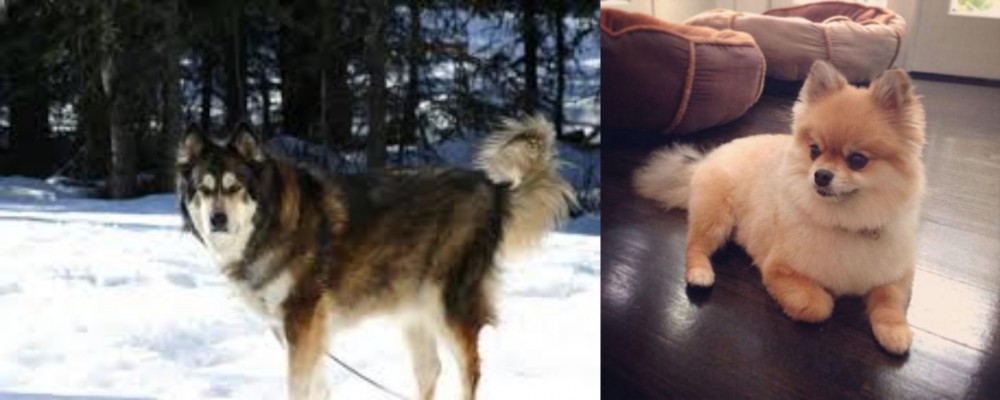 Pomeranian vs Mackenzie River Husky - Breed Comparison