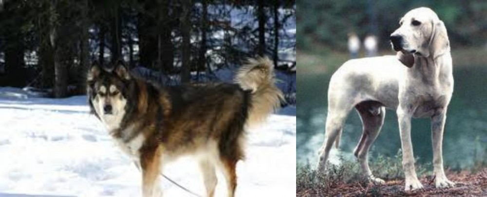 Porcelaine vs Mackenzie River Husky - Breed Comparison