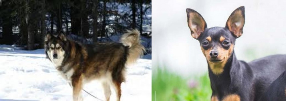 Prazsky Krysarik vs Mackenzie River Husky - Breed Comparison