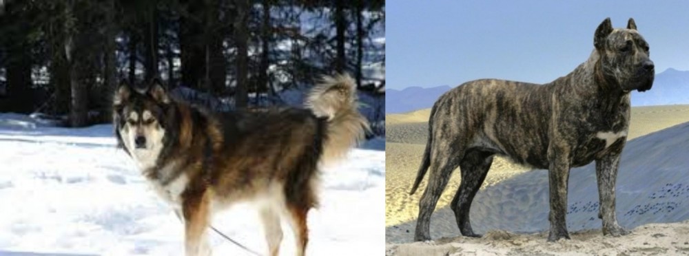 Presa Canario vs Mackenzie River Husky - Breed Comparison