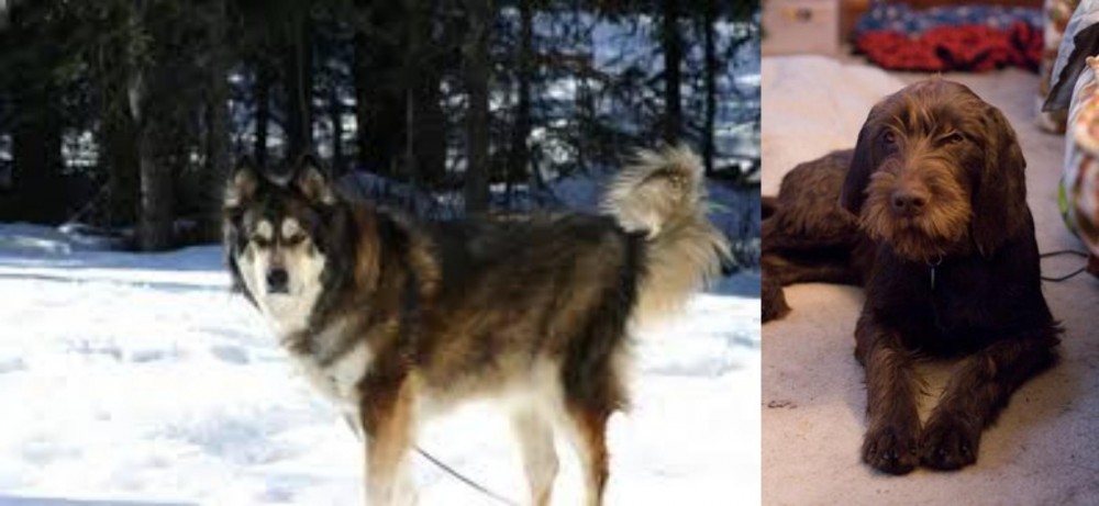 Pudelpointer vs Mackenzie River Husky - Breed Comparison