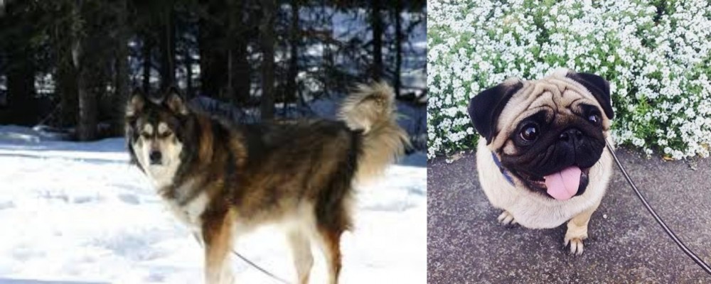 Pug vs Mackenzie River Husky - Breed Comparison