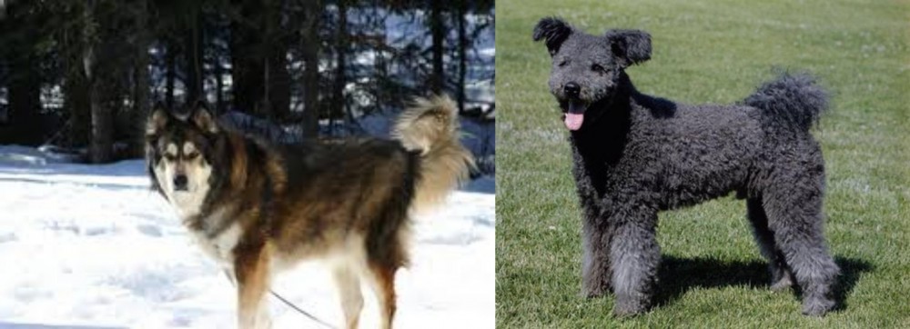 Pumi vs Mackenzie River Husky - Breed Comparison
