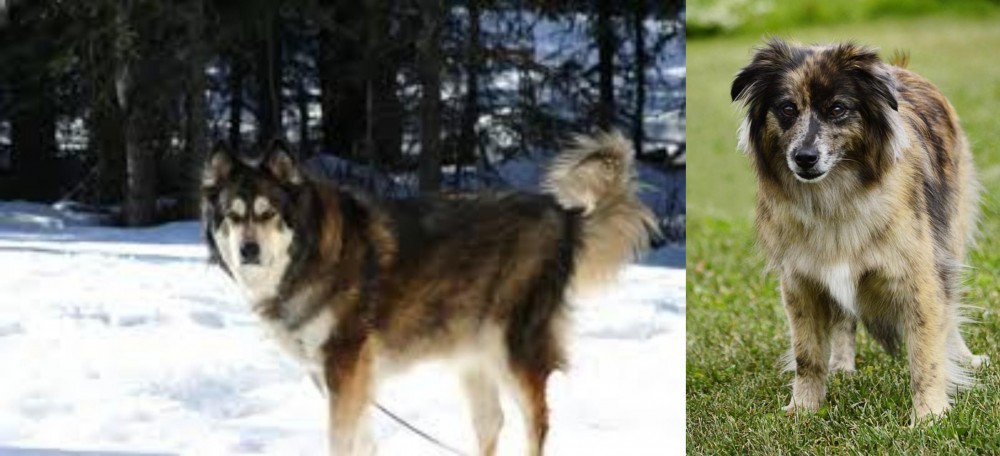 Pyrenean Shepherd vs Mackenzie River Husky - Breed Comparison