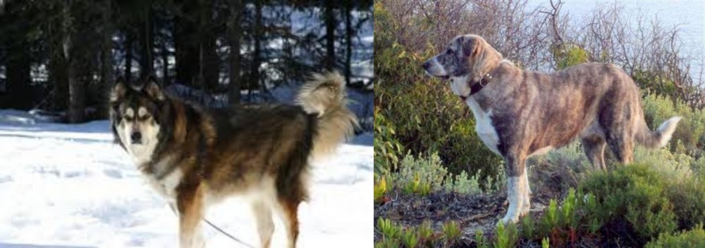 Rafeiro do Alentejo vs Mackenzie River Husky - Breed Comparison