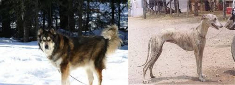Rampur Greyhound vs Mackenzie River Husky - Breed Comparison