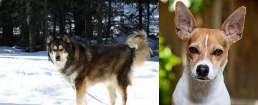 Rat Terrier vs Mackenzie River Husky - Breed Comparison