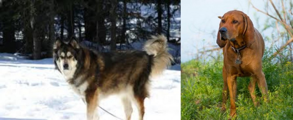 Redbone Coonhound vs Mackenzie River Husky - Breed Comparison