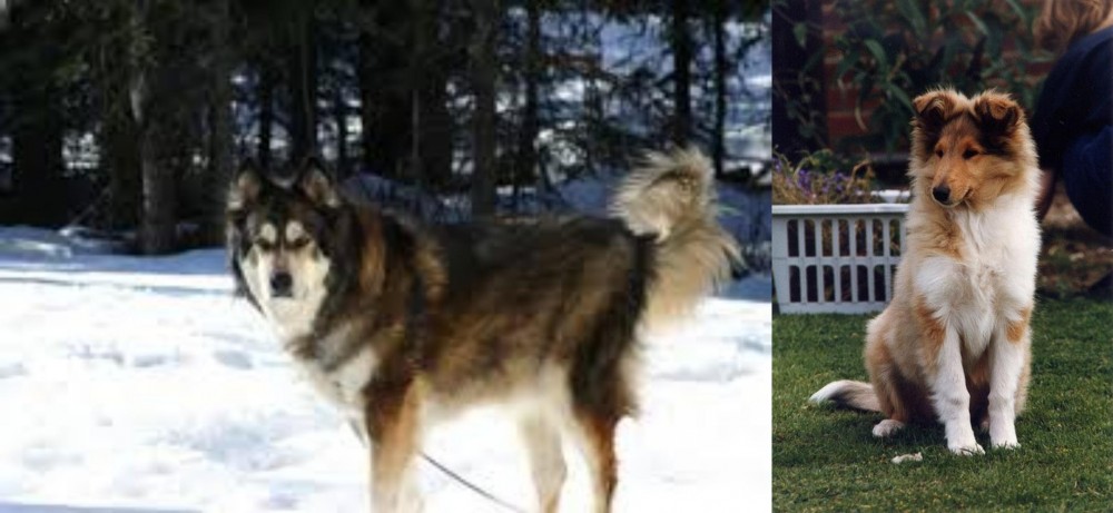 Rough Collie vs Mackenzie River Husky - Breed Comparison