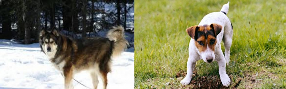 Russell Terrier vs Mackenzie River Husky - Breed Comparison