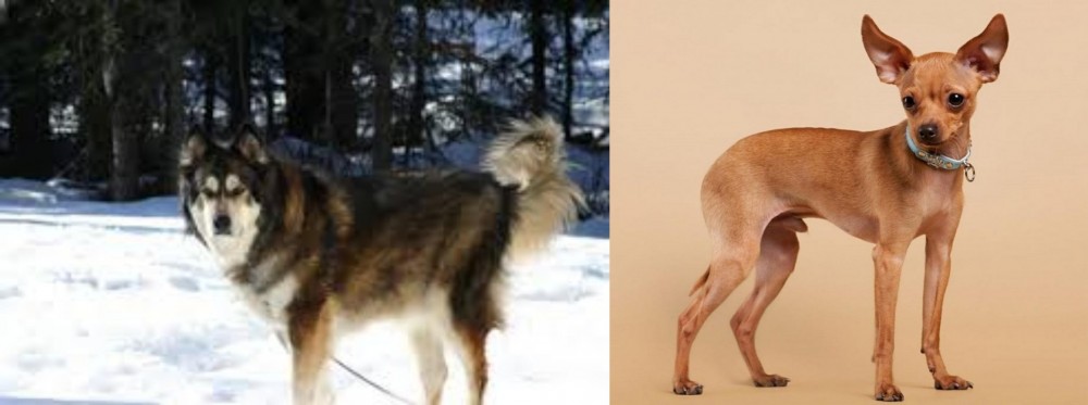 Russian Toy Terrier vs Mackenzie River Husky - Breed Comparison