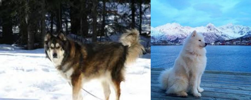 Samoyed vs Mackenzie River Husky - Breed Comparison