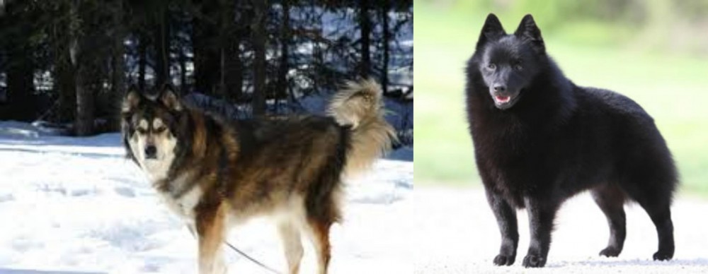 Schipperke vs Mackenzie River Husky - Breed Comparison