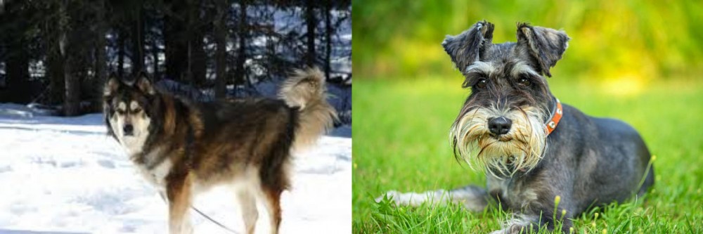 Schnauzer vs Mackenzie River Husky - Breed Comparison