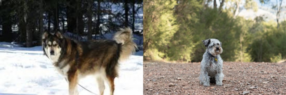 Schnoodle vs Mackenzie River Husky - Breed Comparison