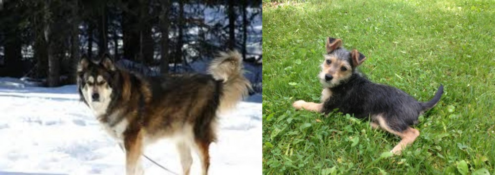Schnorkie vs Mackenzie River Husky - Breed Comparison