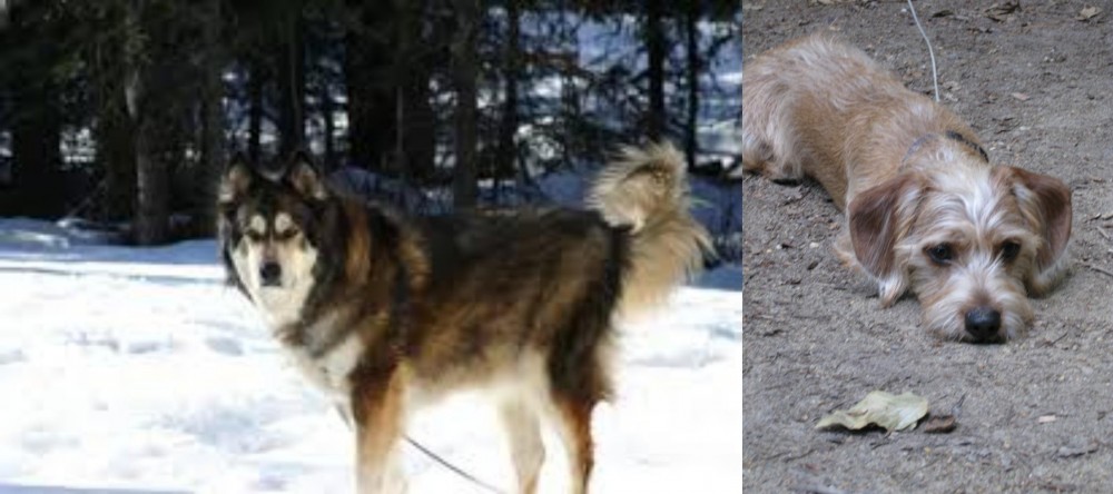Schweenie vs Mackenzie River Husky - Breed Comparison