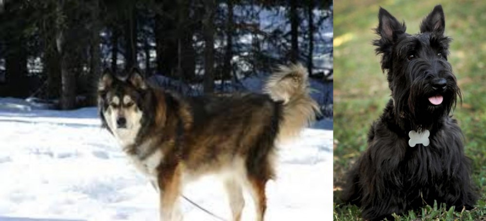 Scoland Terrier vs Mackenzie River Husky - Breed Comparison