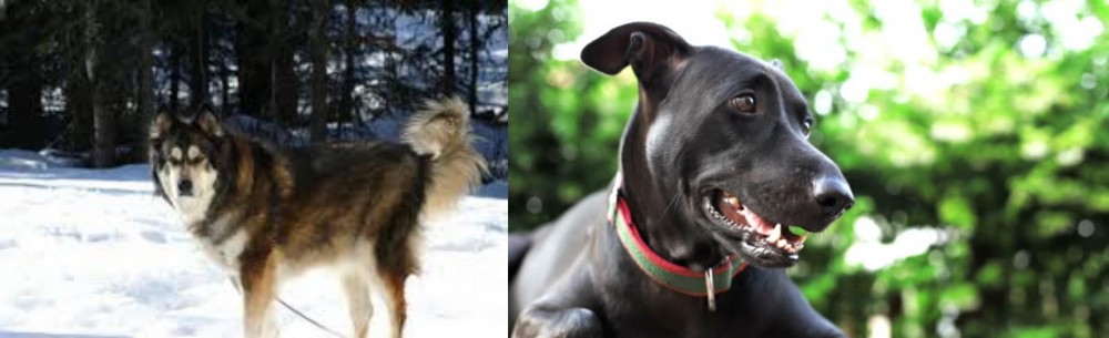 Shepard Labrador vs Mackenzie River Husky - Breed Comparison