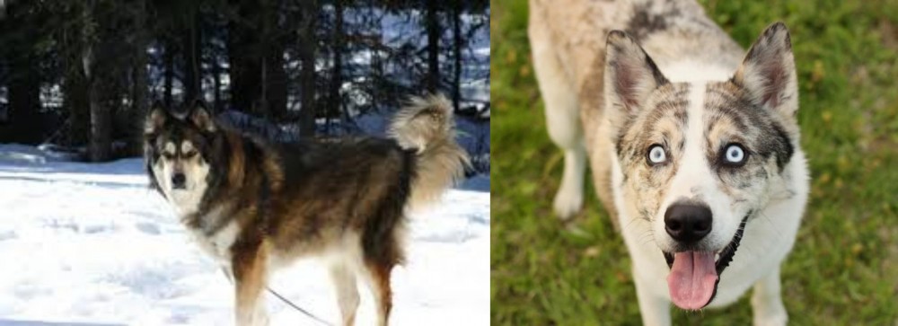 Shepherd Husky vs Mackenzie River Husky - Breed Comparison