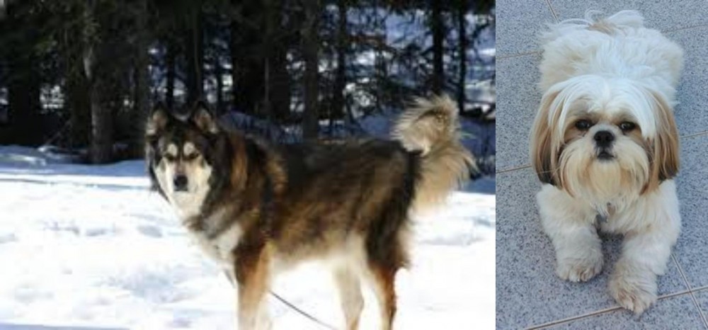 Shih Tzu vs Mackenzie River Husky - Breed Comparison