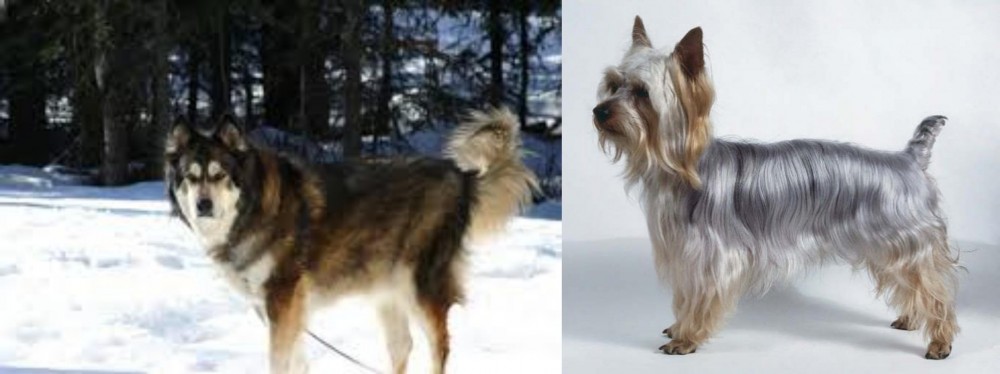 Silky Terrier vs Mackenzie River Husky - Breed Comparison