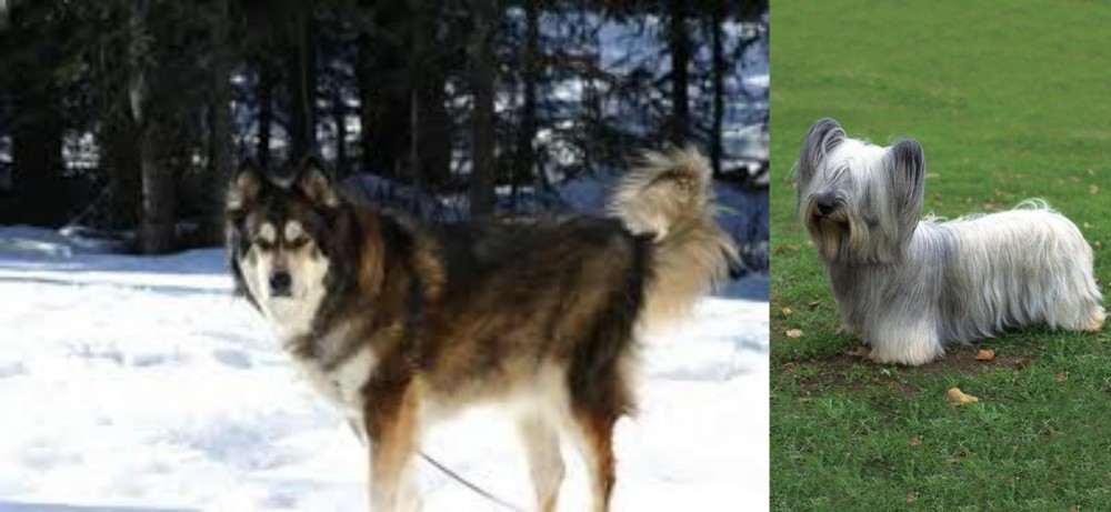 Skye Terrier vs Mackenzie River Husky - Breed Comparison