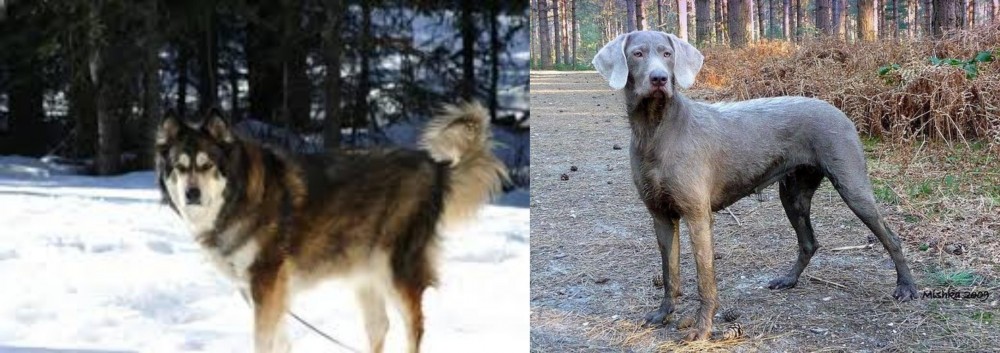 Slovensky Hrubosrsty Stavac vs Mackenzie River Husky - Breed Comparison