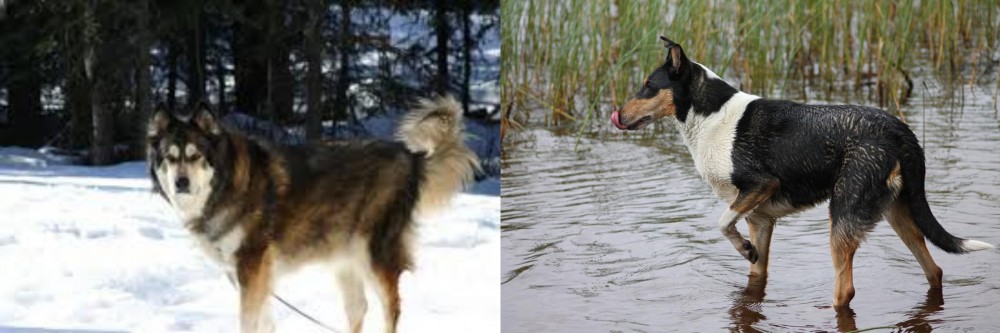 Smooth Collie vs Mackenzie River Husky - Breed Comparison