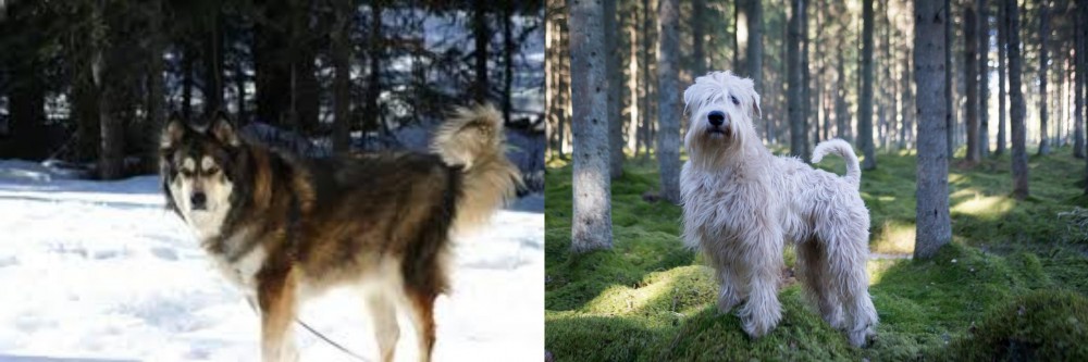 Soft-Coated Wheaten Terrier vs Mackenzie River Husky - Breed Comparison
