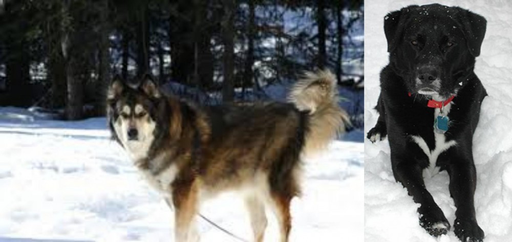 St. John's Water Dog vs Mackenzie River Husky - Breed Comparison