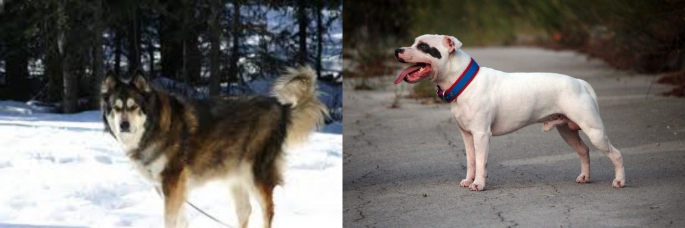 Staffordshire Bull Terrier vs Mackenzie River Husky - Breed Comparison