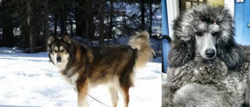 Standard Poodle vs Mackenzie River Husky - Breed Comparison