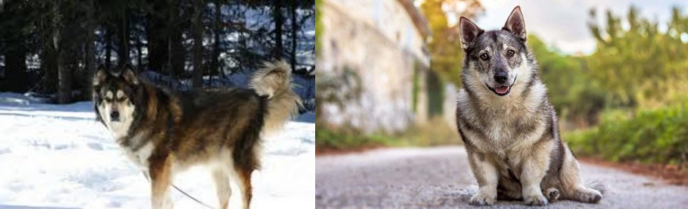 Swedish Vallhund vs Mackenzie River Husky - Breed Comparison