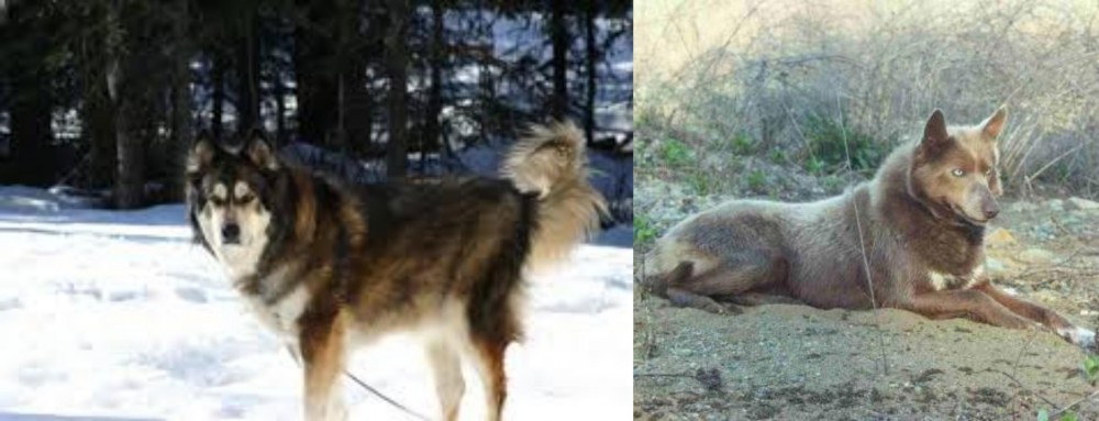 Tahltan Bear Dog vs Mackenzie River Husky - Breed Comparison