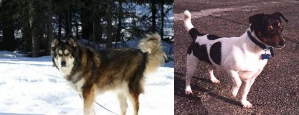 Teddy Roosevelt Terrier vs Mackenzie River Husky - Breed Comparison