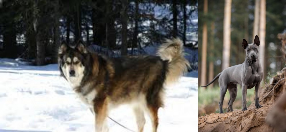 Thai Ridgeback vs Mackenzie River Husky - Breed Comparison