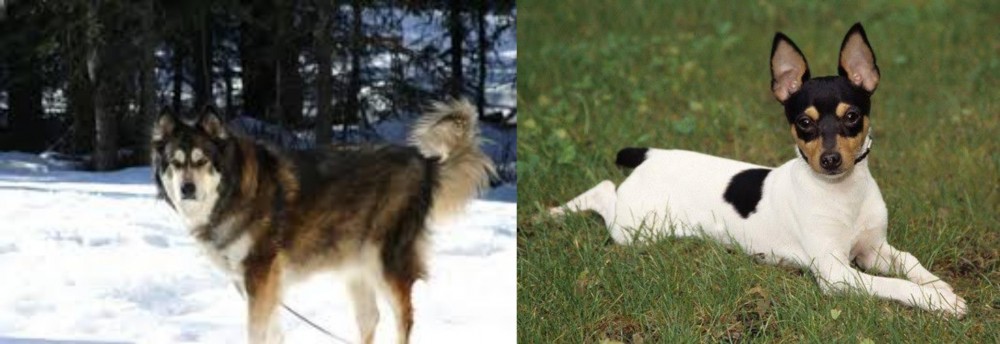 Toy Fox Terrier vs Mackenzie River Husky - Breed Comparison