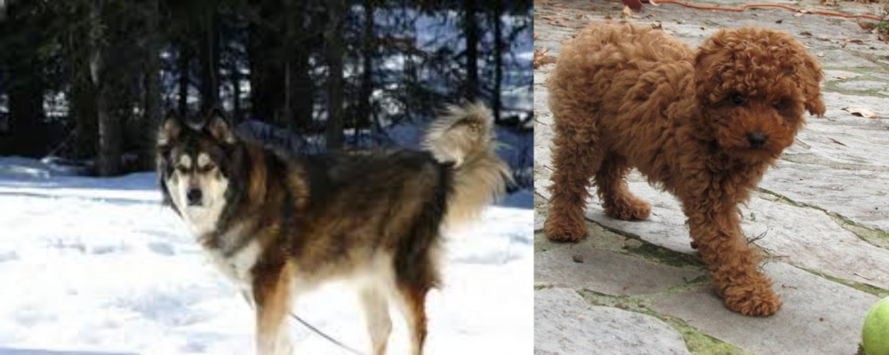 Toy Poodle vs Mackenzie River Husky - Breed Comparison