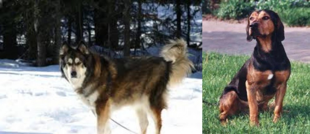 Tyrolean Hound vs Mackenzie River Husky - Breed Comparison