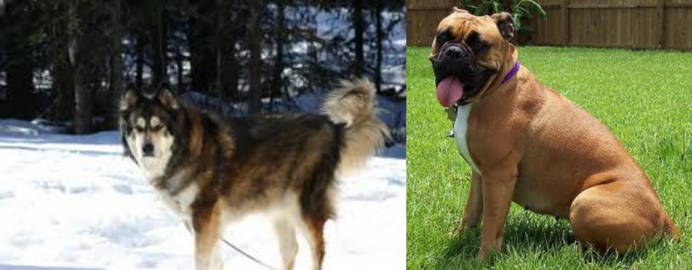 Valley Bulldog vs Mackenzie River Husky - Breed Comparison