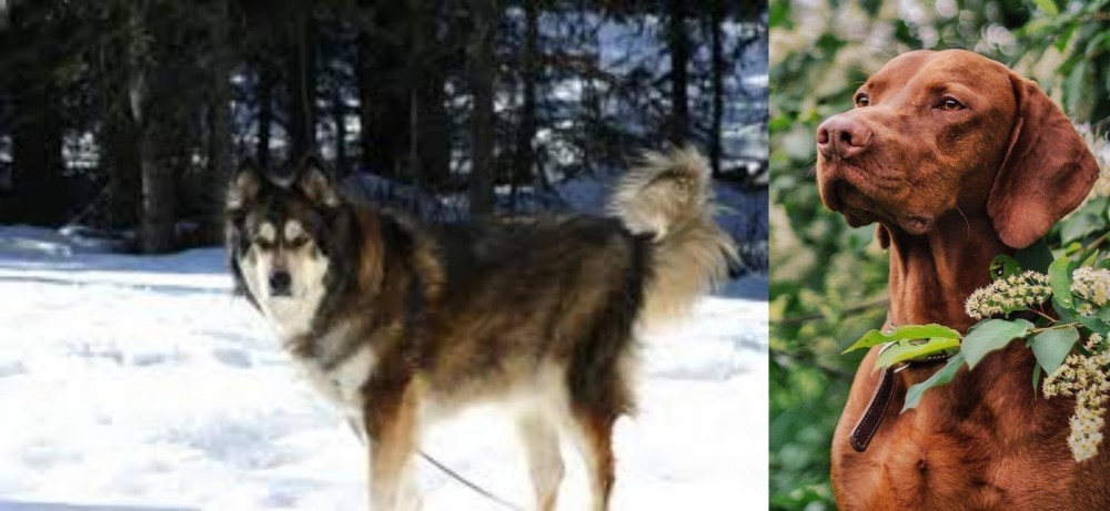 Vizsla vs Mackenzie River Husky - Breed Comparison