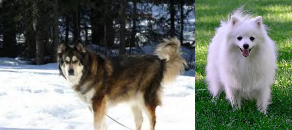Volpino Italiano vs Mackenzie River Husky - Breed Comparison