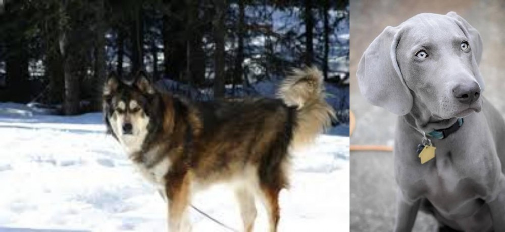 Weimaraner vs Mackenzie River Husky - Breed Comparison