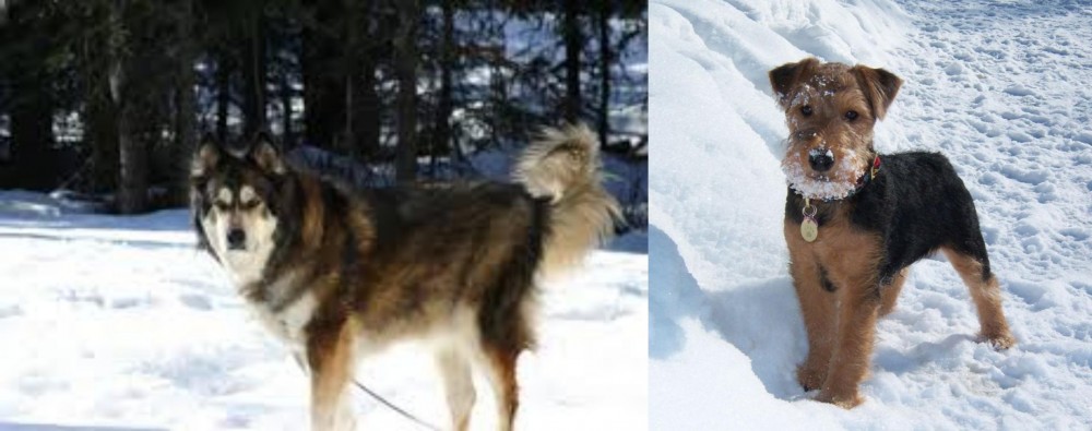 Welsh Terrier vs Mackenzie River Husky - Breed Comparison