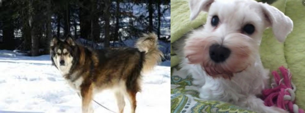 White Schnauzer vs Mackenzie River Husky - Breed Comparison