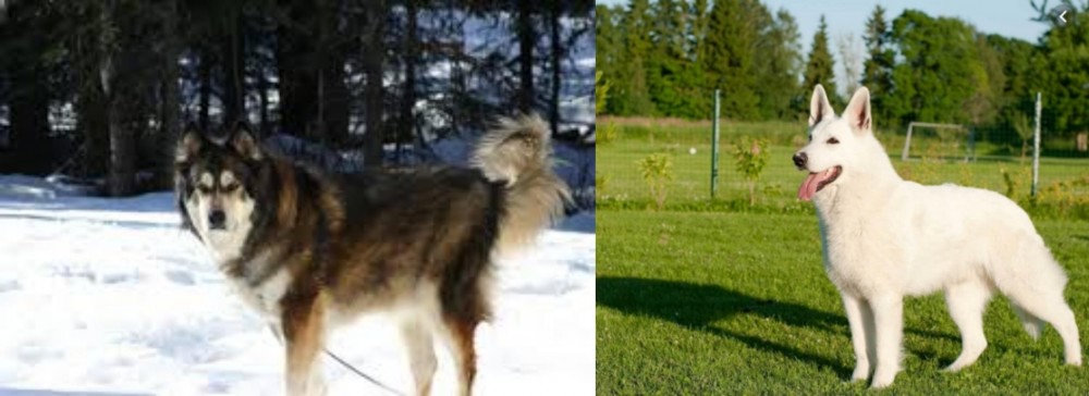 White Shepherd vs Mackenzie River Husky - Breed Comparison
