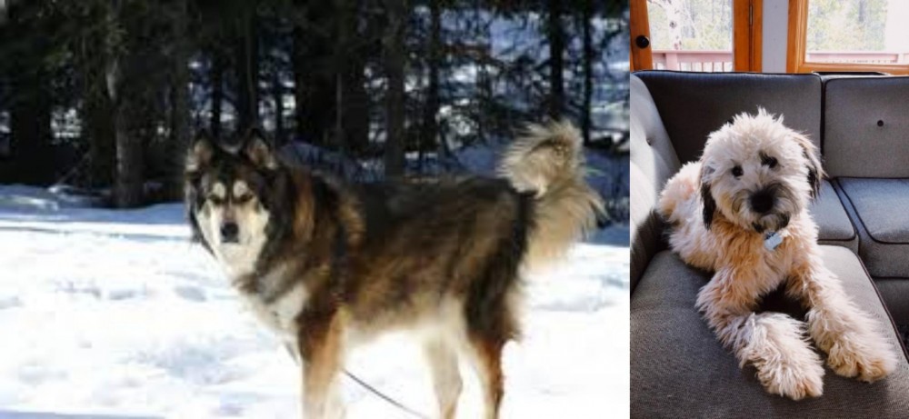 Whoodles vs Mackenzie River Husky - Breed Comparison