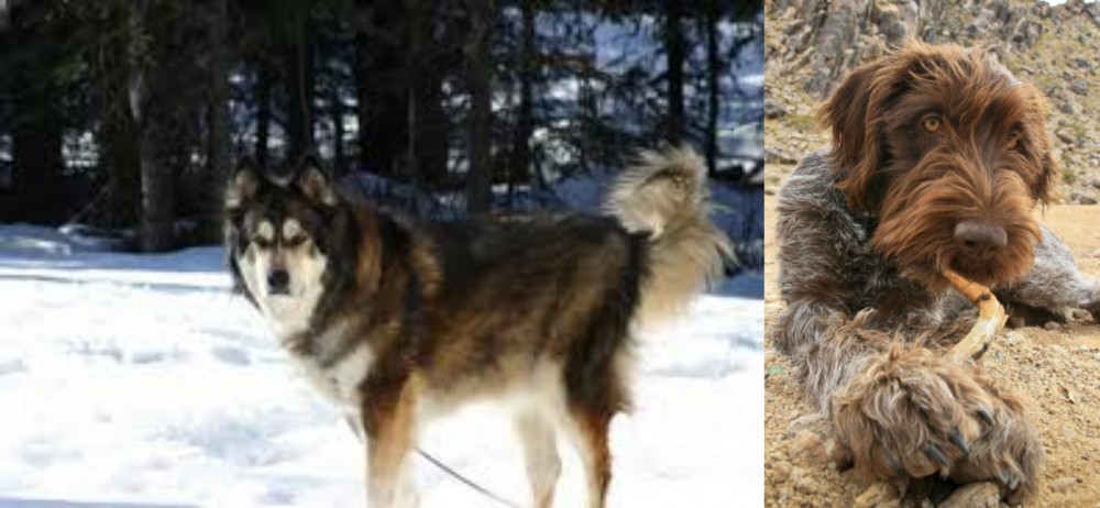 Wirehaired Pointing Griffon vs Mackenzie River Husky - Breed Comparison