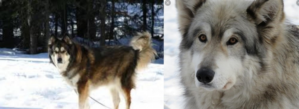 Wolfdog vs Mackenzie River Husky - Breed Comparison